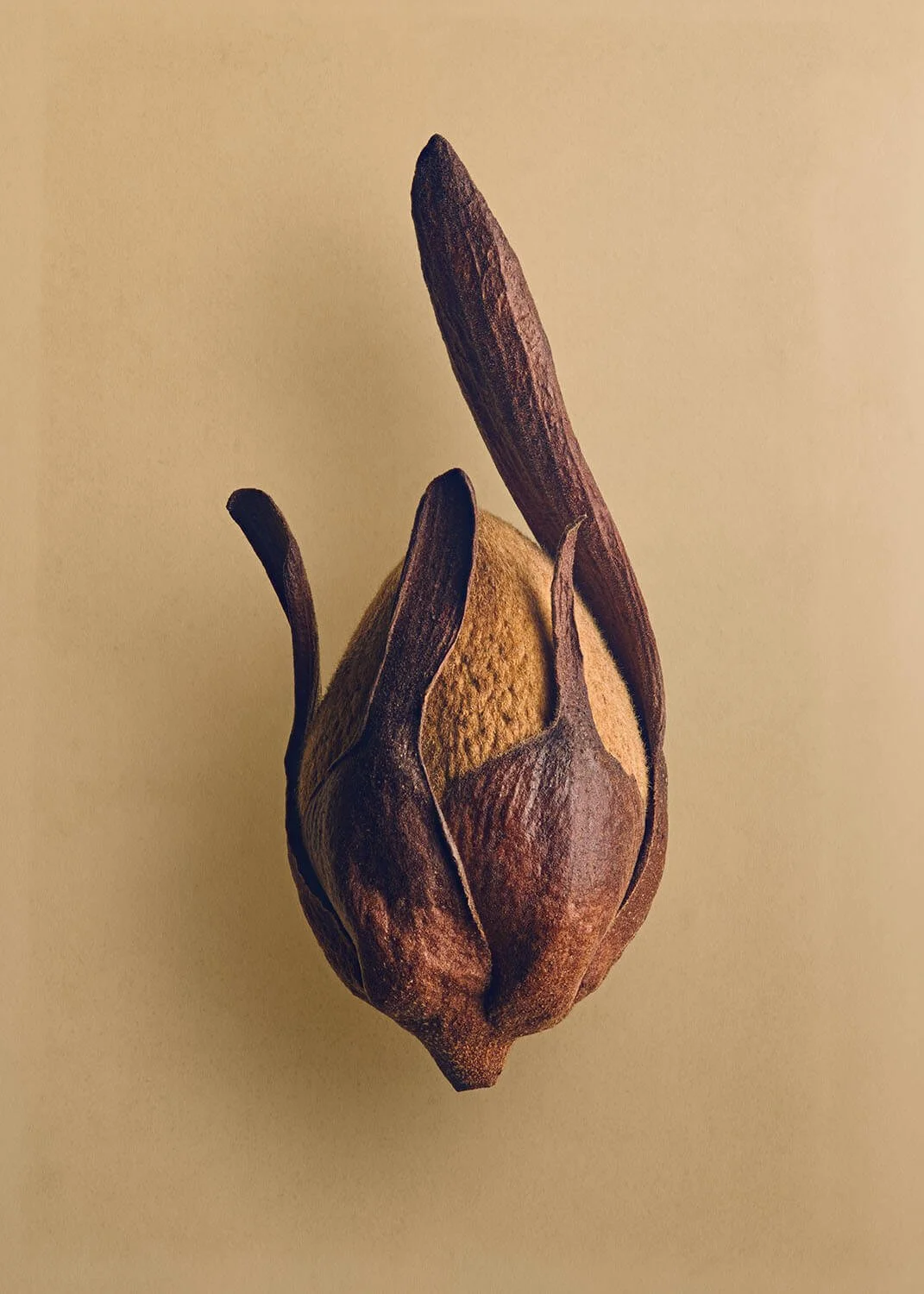 The Hidden Beauty of Seed & Fruits | Explore Nature's Details